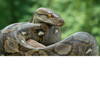 Get Eaten by A Snake Monster