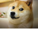 The legendary doge group