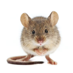 quality mouse