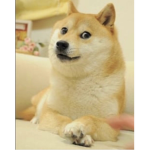 Da Doge Republic