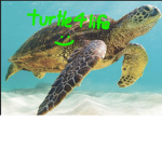 Turtles for life fan club