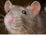 END THE CATS rats rule