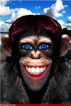 crazy monkeys