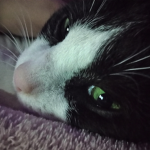 Cats are the cutest.