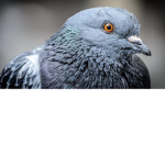 PigeonTeam