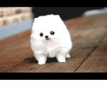 moonlight white dog