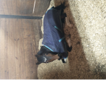Romeo the pony