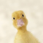 #Ducky GR0UP