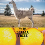 the llama tribe!