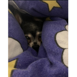 Herr Hündchen