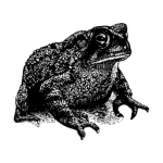 Nev Dev