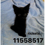 rickets.
