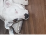 DOGS ARE FOR Lifetime