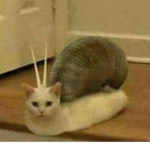 Snail cat cult