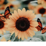 Flower_Fiield