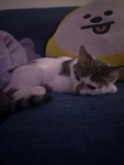 kitties community
