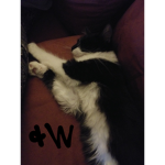 Louie's kitty club
