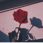 maddys roses