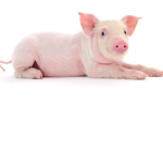 The piggy party’s