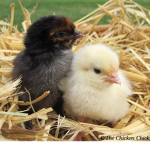 the republic of chickens