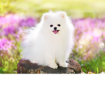 A and the Pomeranians