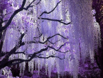 PurpleStormz <3