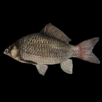 Horizontally Rotating Fish