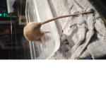 Animal groyp chat U can join only if u love animal