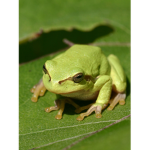 Froggeneral Studios