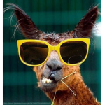 COOL LAMA STORE [Free Clothing and Robux !!!]
