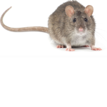 Rats were the rats.