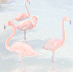 *Aesthetic flamingos*