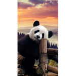 Panda Sunset