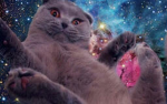 find the cats [ cool group ]