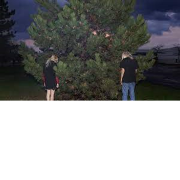 gec tree