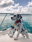 Dalmatian Club!