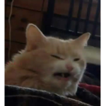 people join this cat cus they want to