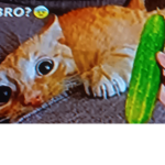 KAT>_<