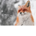 the cute little foxes