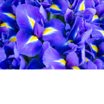 Irises:)