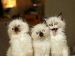 Les BFF_pour toujours (KEE)