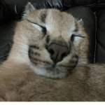 soggerwog