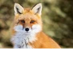Space Fox Group