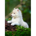 TheWolfArmyIsStrong