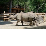 The fun zoo group