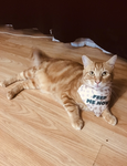 The Ginger Gang 1