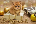 Team Kittys!
