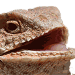 Long Lizards