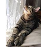 A cat worshiper’s world.