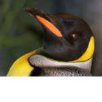 TheMightyPenguins